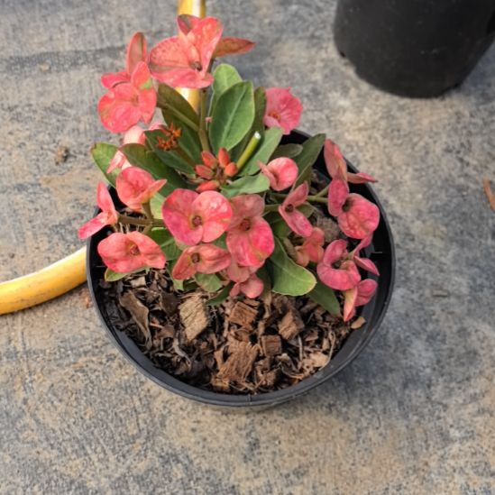 金***量完全开放树梅直播间一物一拍