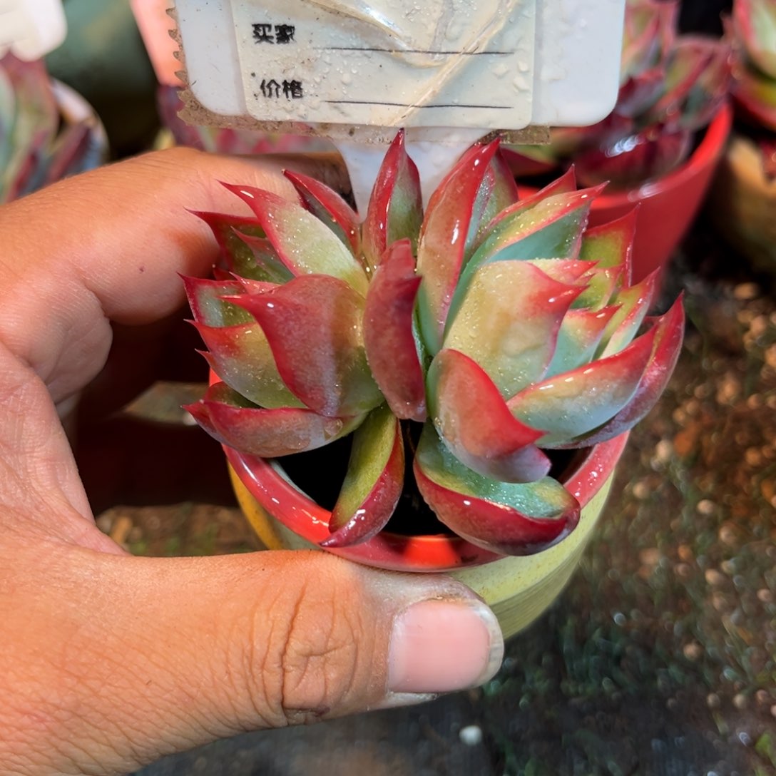 惊鸿一瞥878号多肉