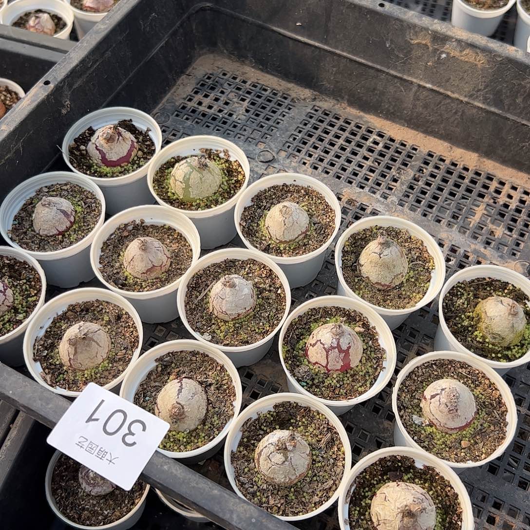 量拍以下3颗灯泡带盆土发。301