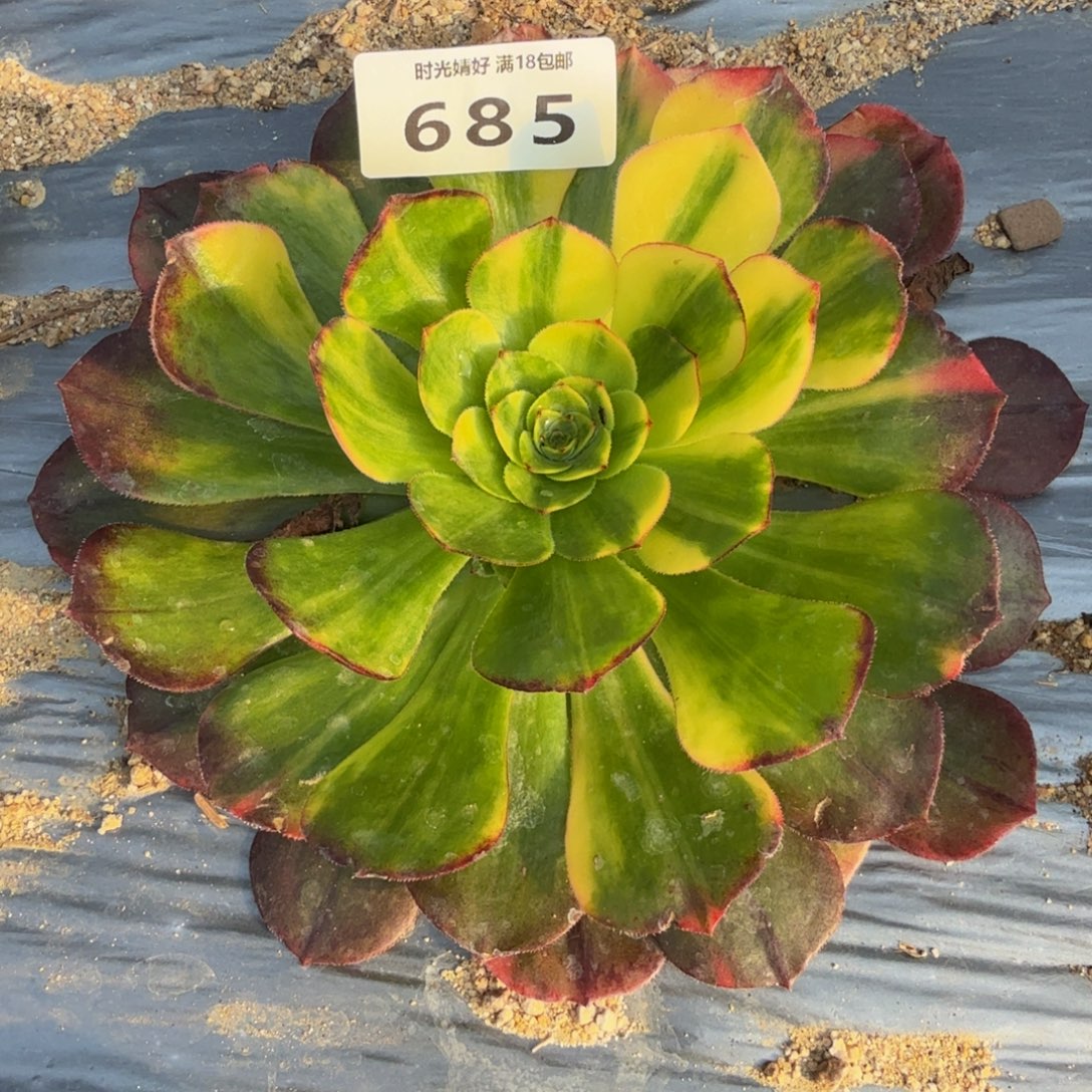 685万七彩。多肉植物