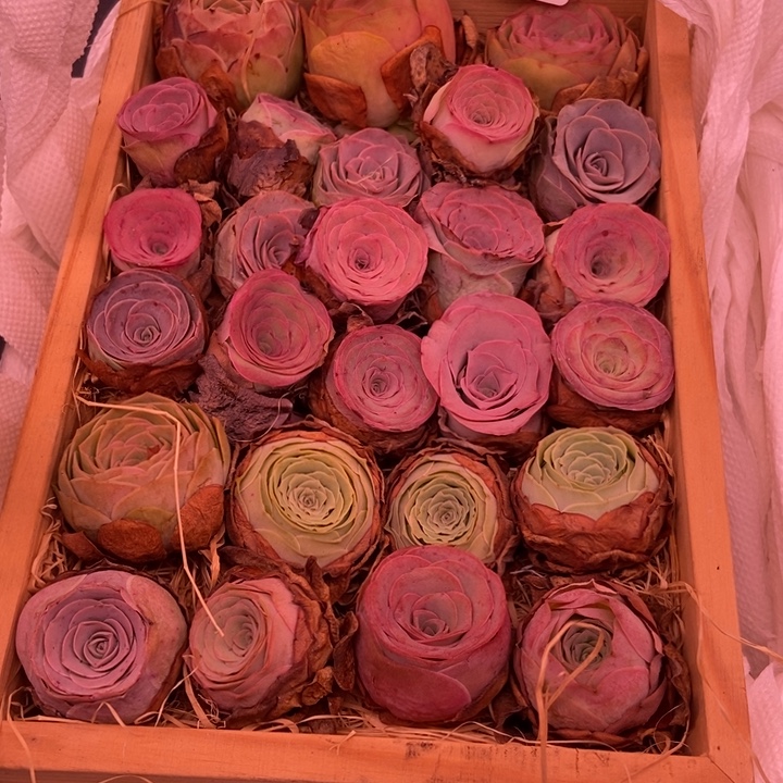 白***️7455山地玫瑰一盒