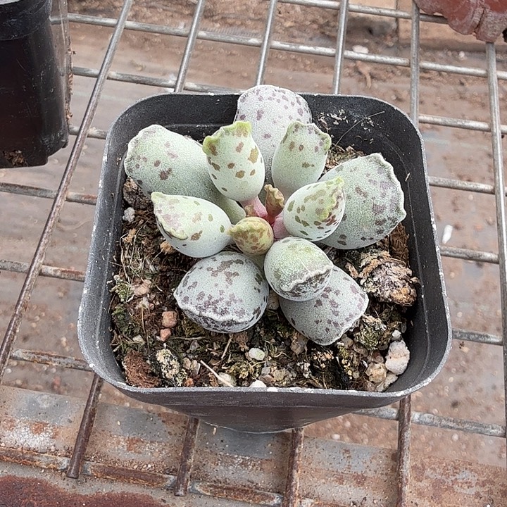 海豹多头群7仙人球