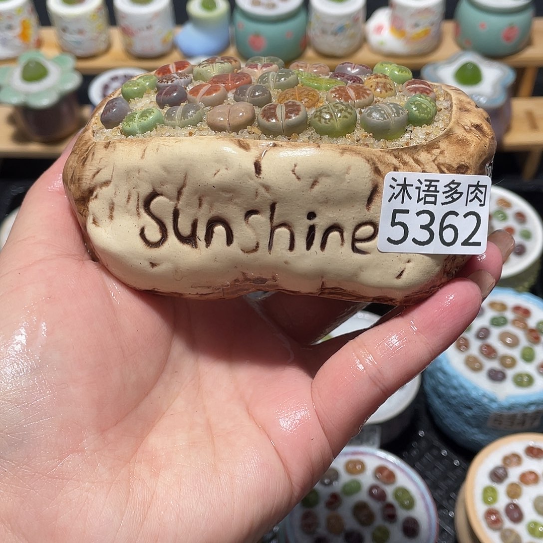 带盆土植物 一物一拍5362