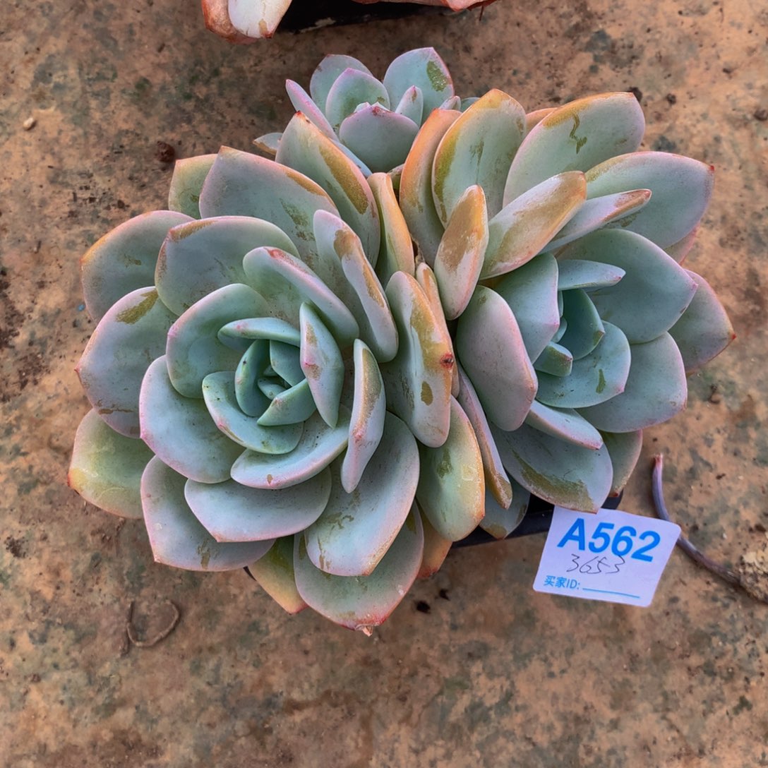 国奶小群多肉植物