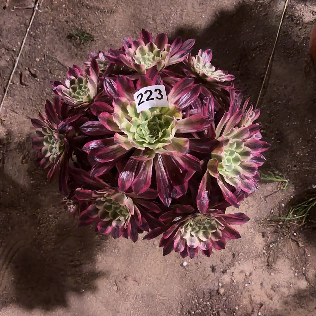 多肉法师琉璃223