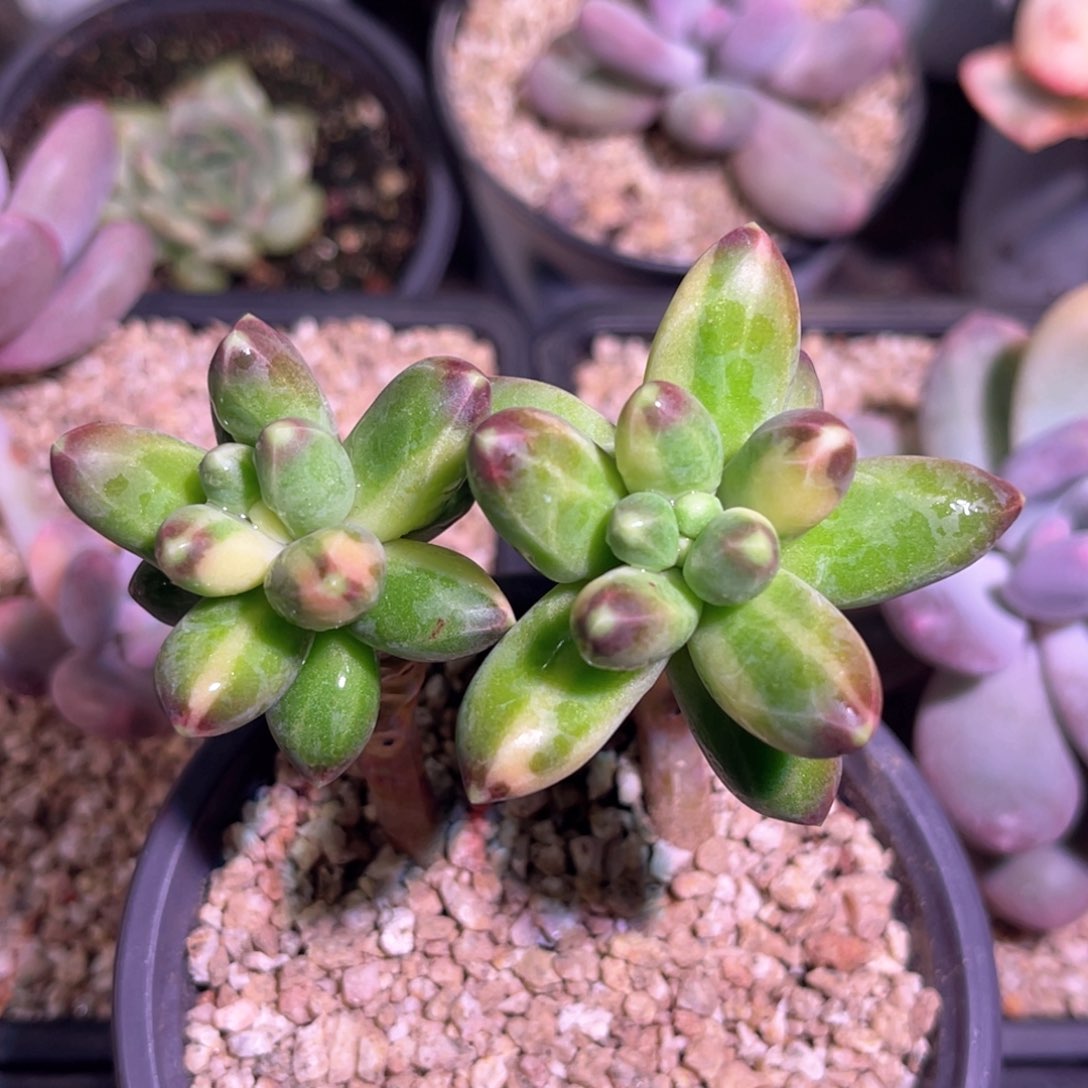 多肉特价千代田锦老桩