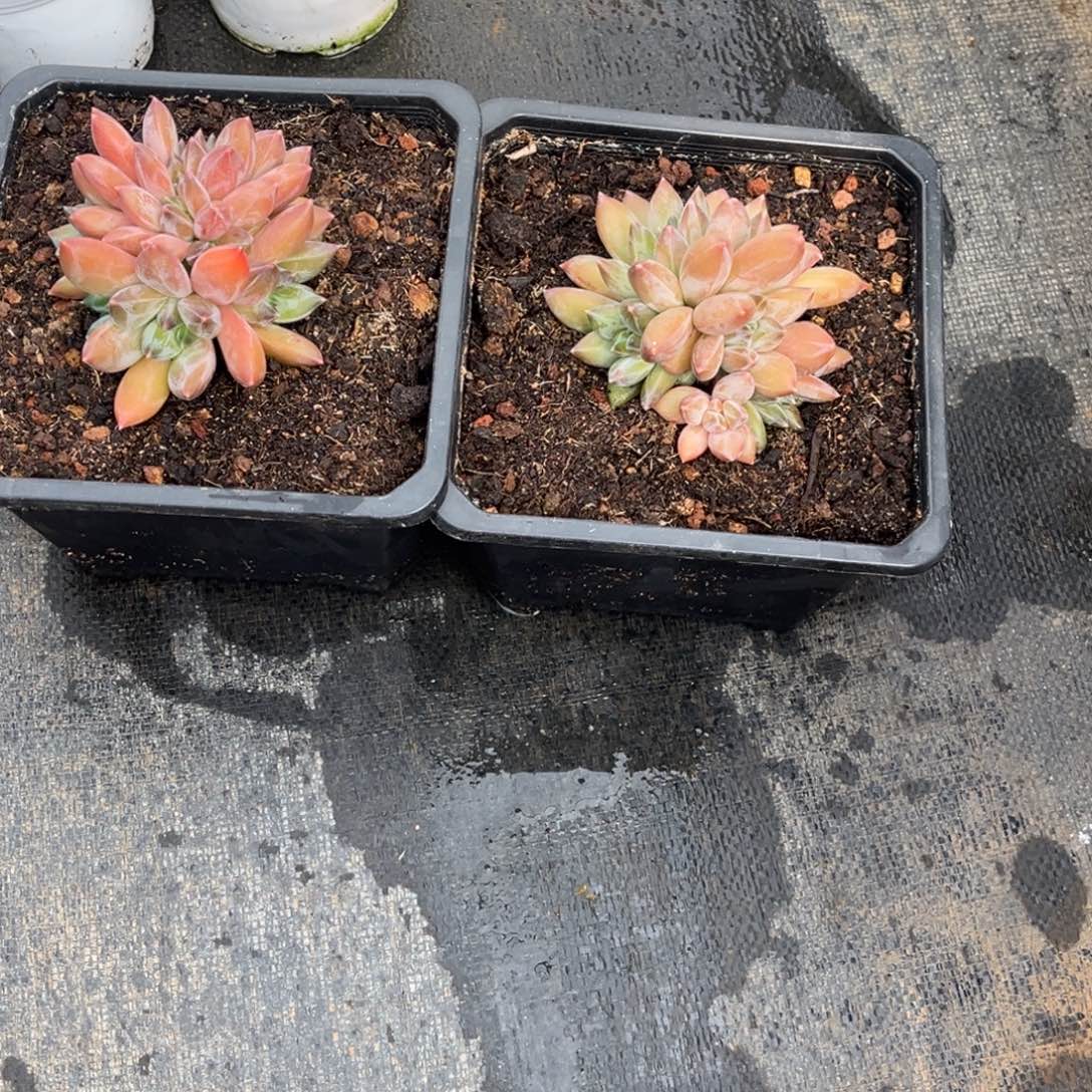 作***虎小姐姐的多肉植物群生多肉两个