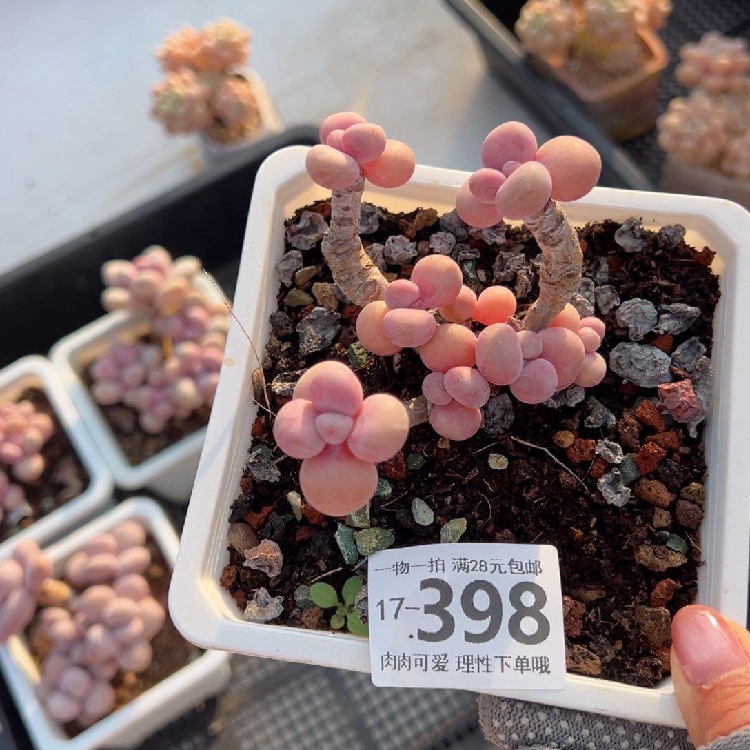 腰子蛋多肉多肉多肉多