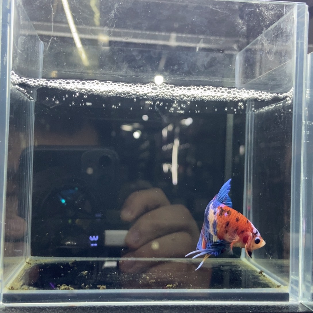 斗鱼包活不包损所见即所得077