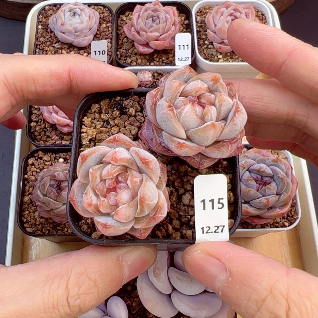 好好看115、哈哈哈哈