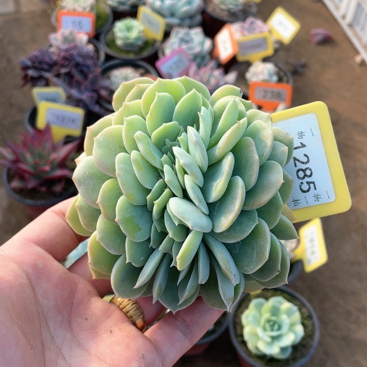 【闪购商品】1285 号