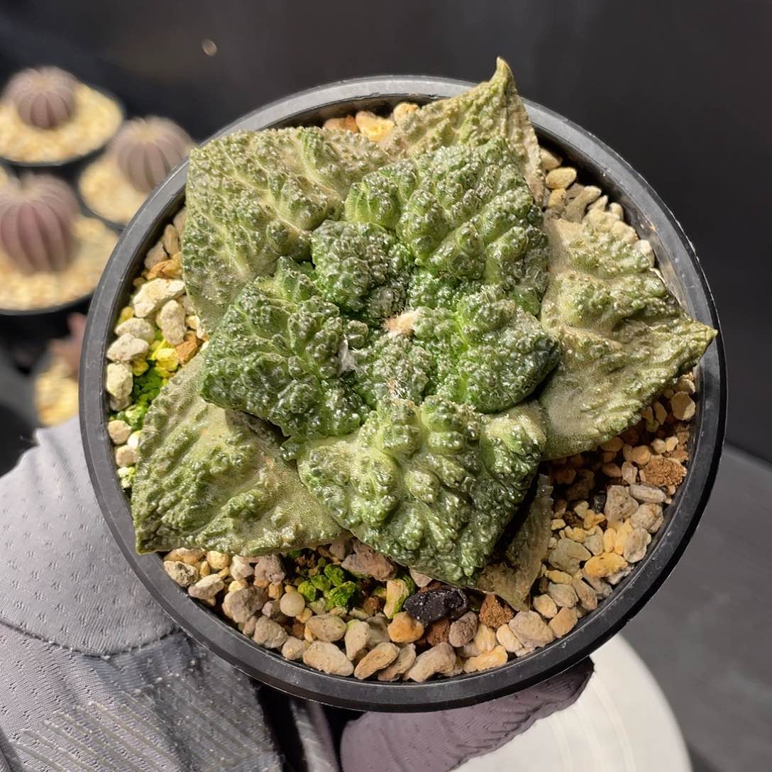 哥斯拉牡丹实生带盆发货