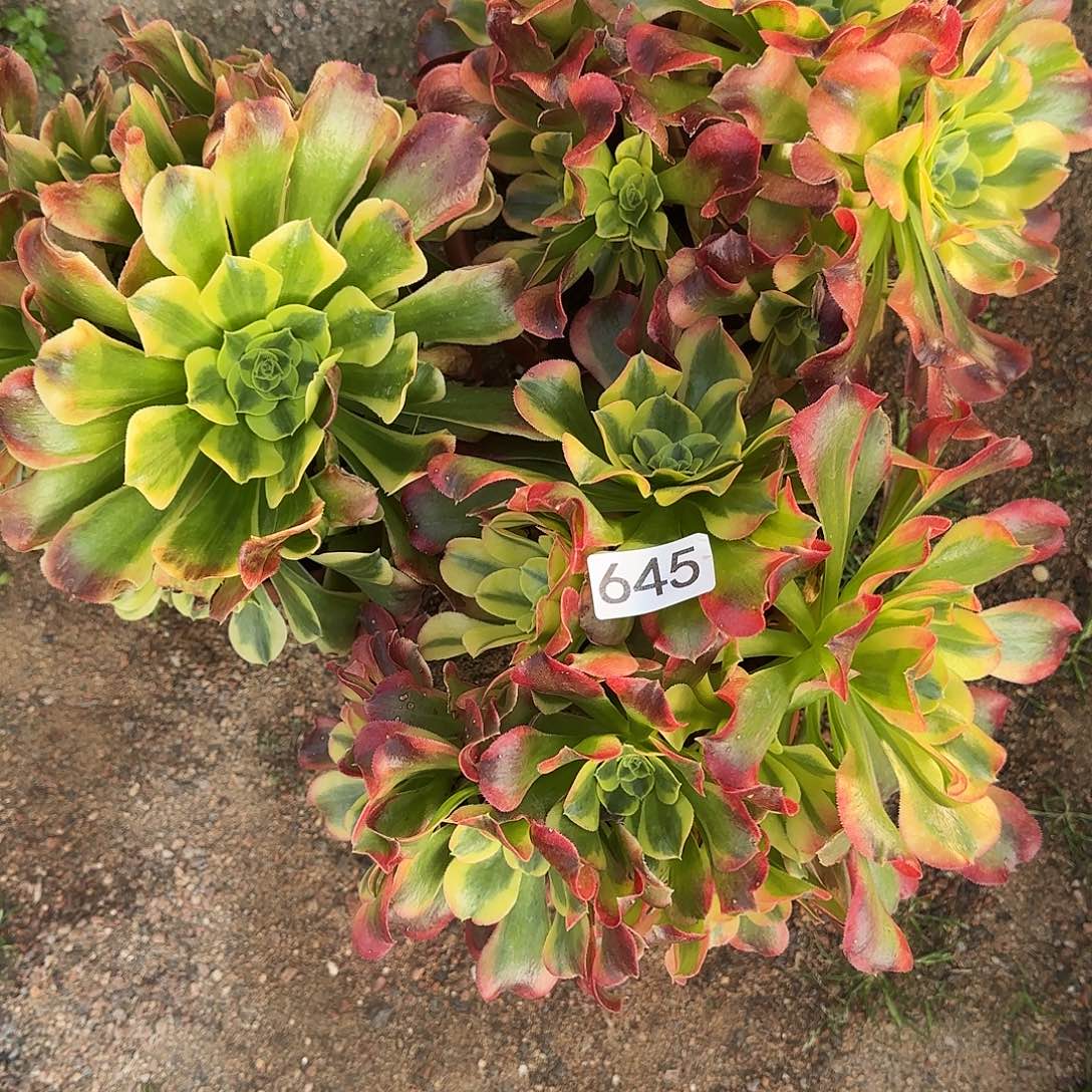 婉***多肉植物法师特斯拉645