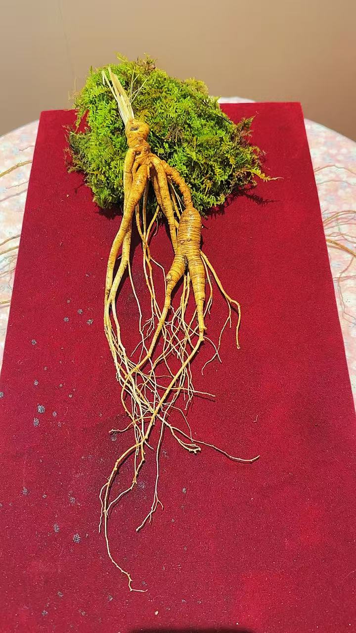 东北林下鲜参龄足品相好直播间看货