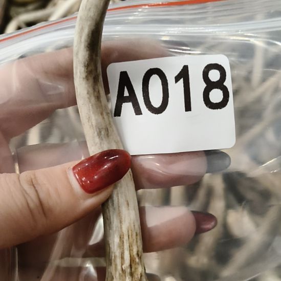 竹***屋鹿角鹿角鹿角鹿角鹿角