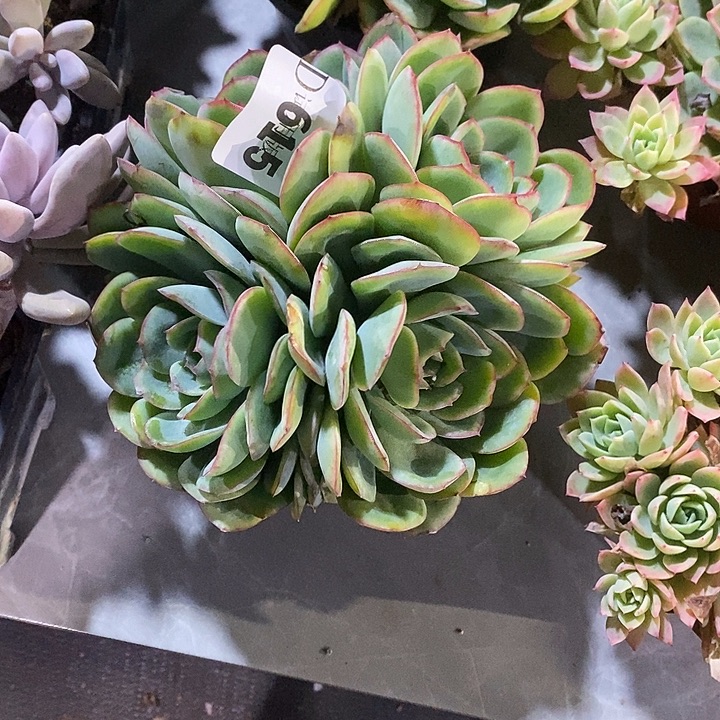 香***香615晨露多肉植物多肉