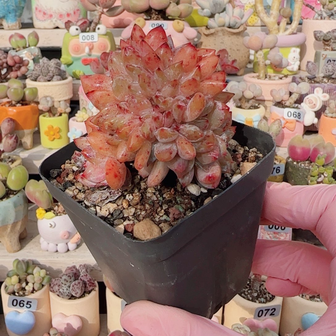 老桩橙子缀化 盆口6cm