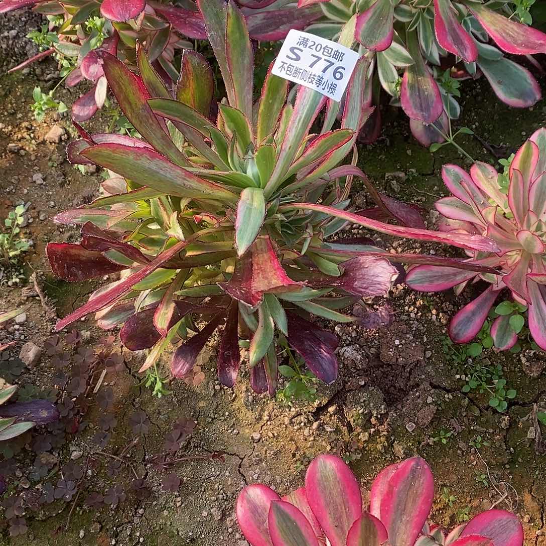 776蕾丝香奶奶多肉