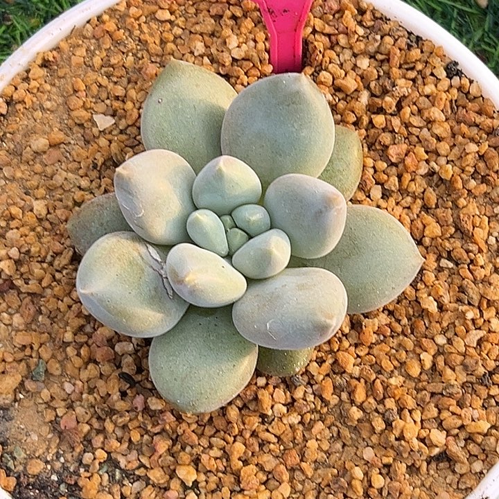 乖***虎多肉植物胖体哥特238