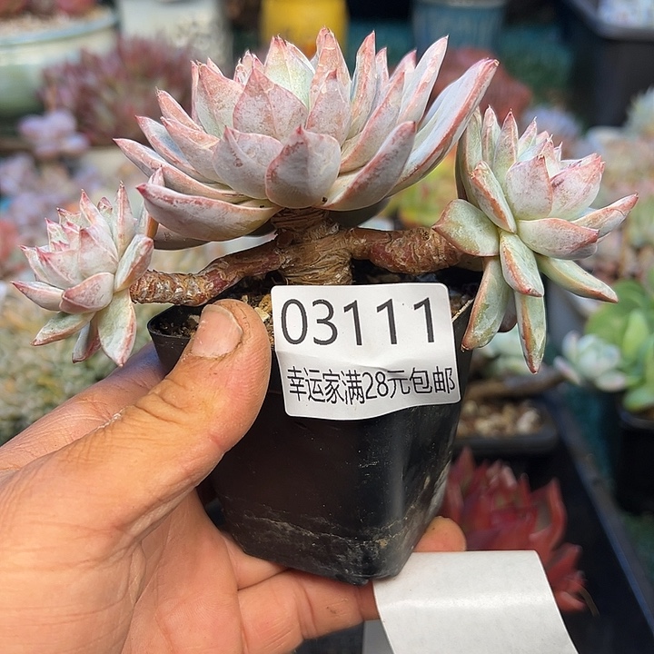 幸运的是我还没遇到