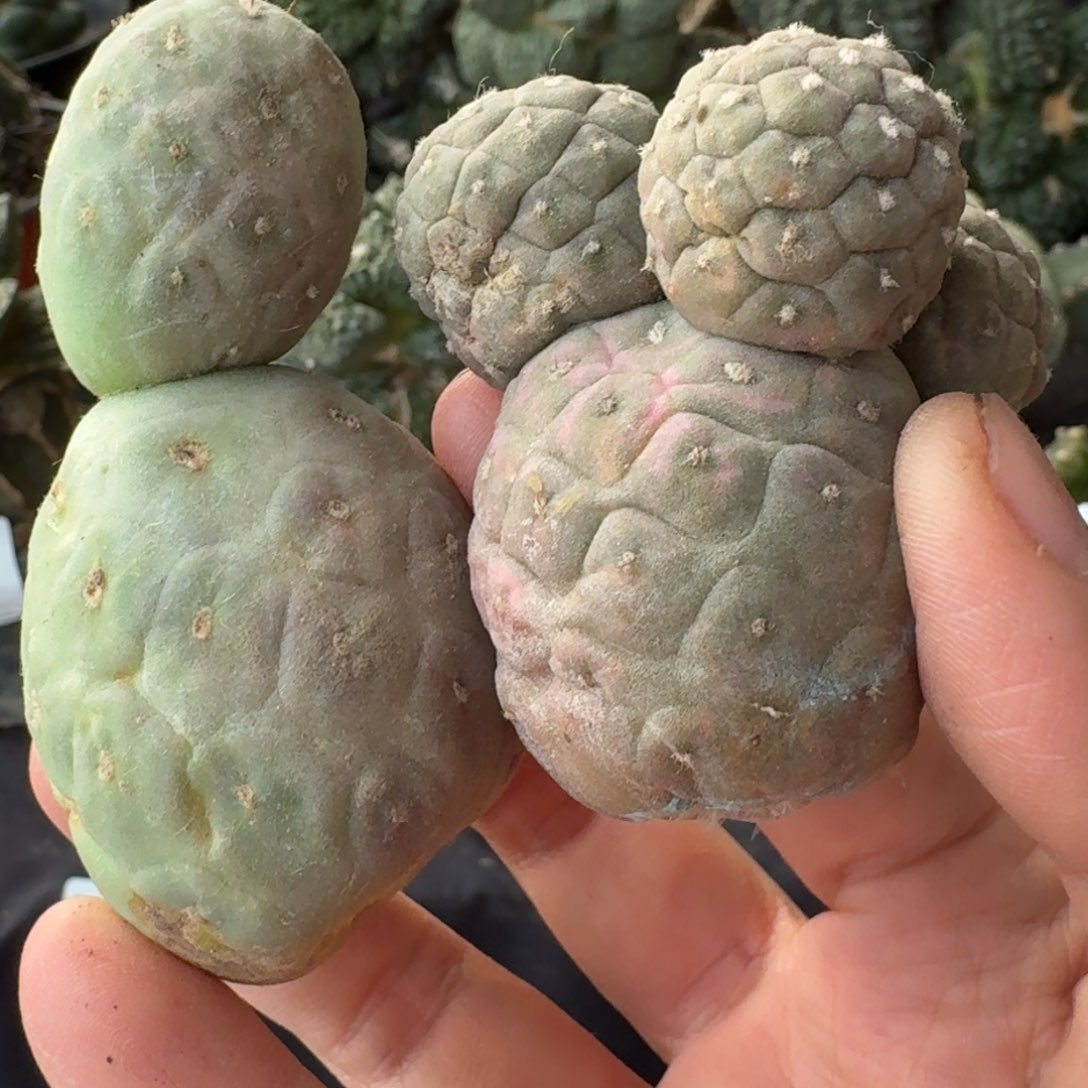 【闪购商品】两款落地习志野