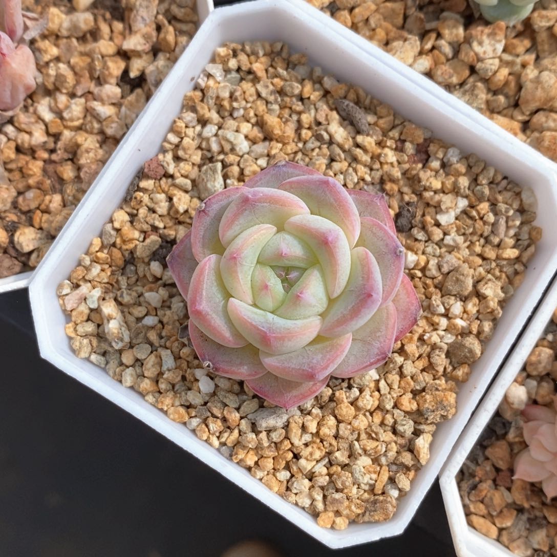 精品多肉一物一拍不包整61