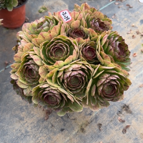 17-173拉丝朵朵多肉植物