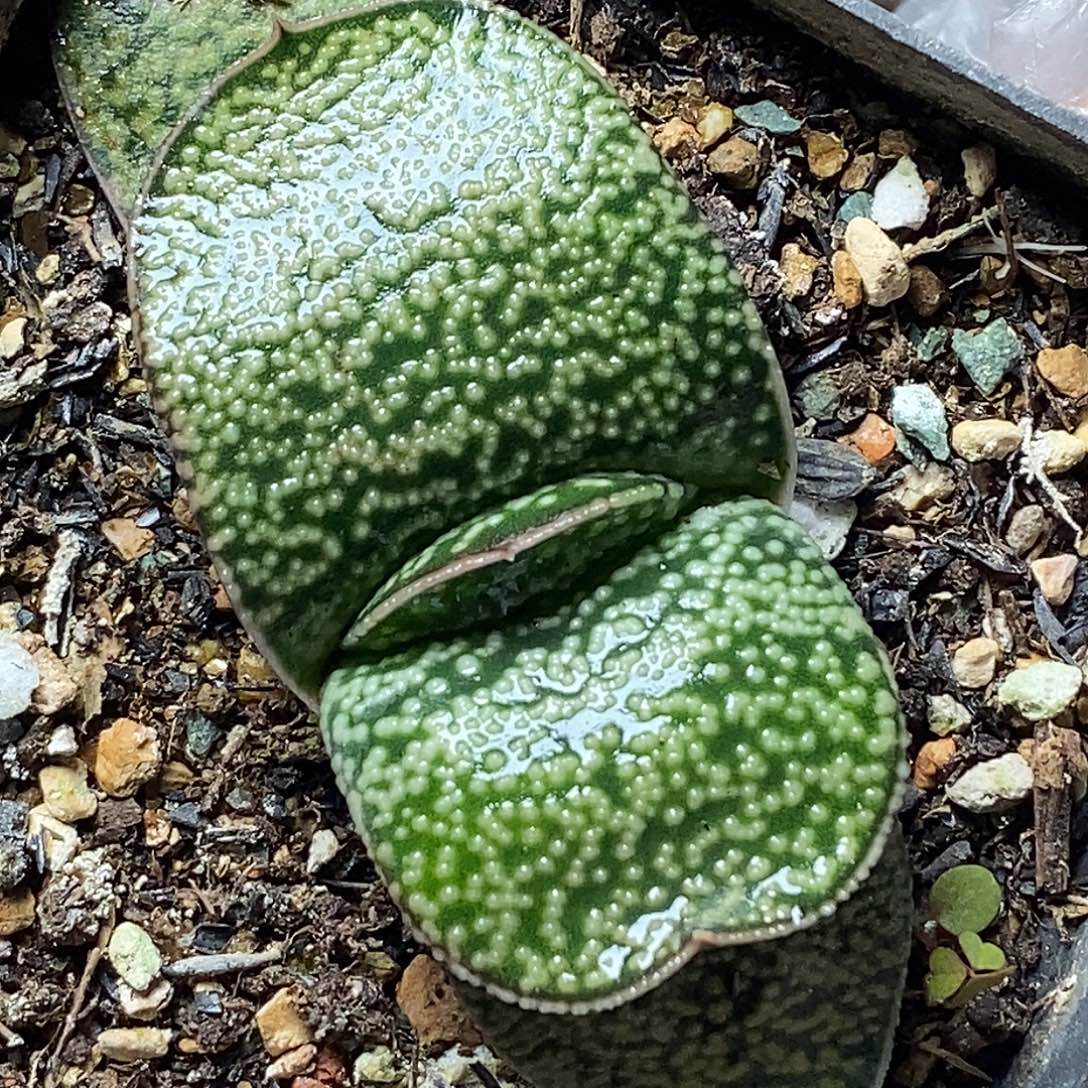 不带盆脱土裸根发货（实生）