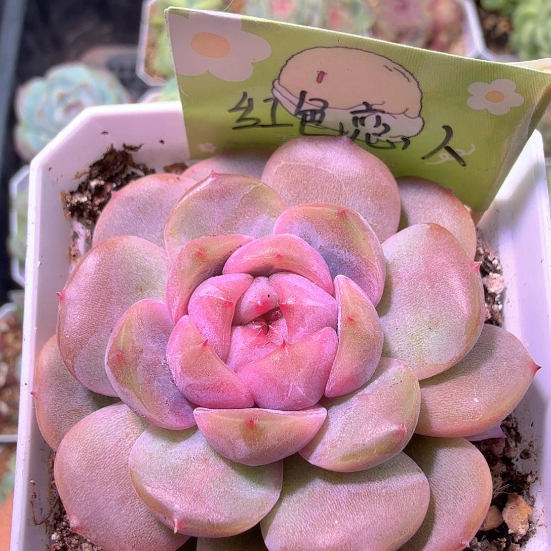 红色恋人一物一拍二十包邮