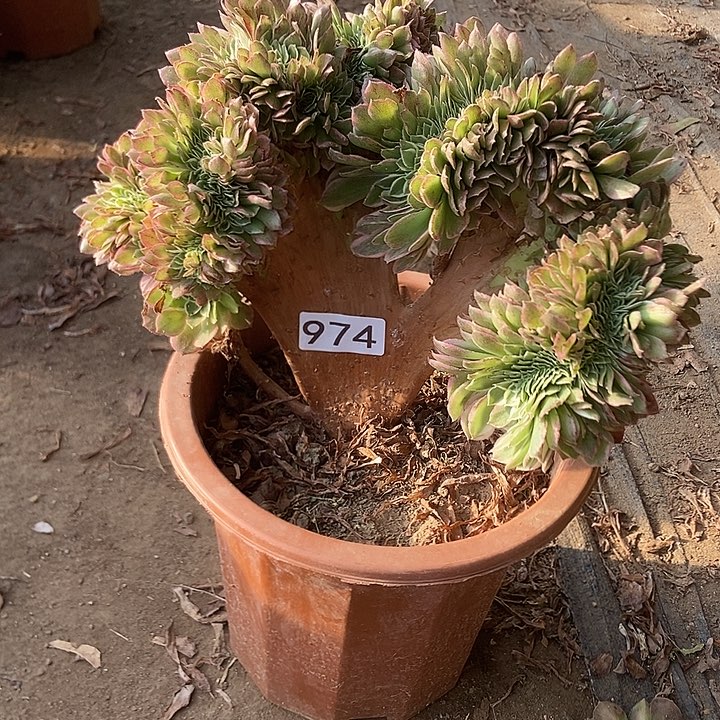 974海王缀化老板子