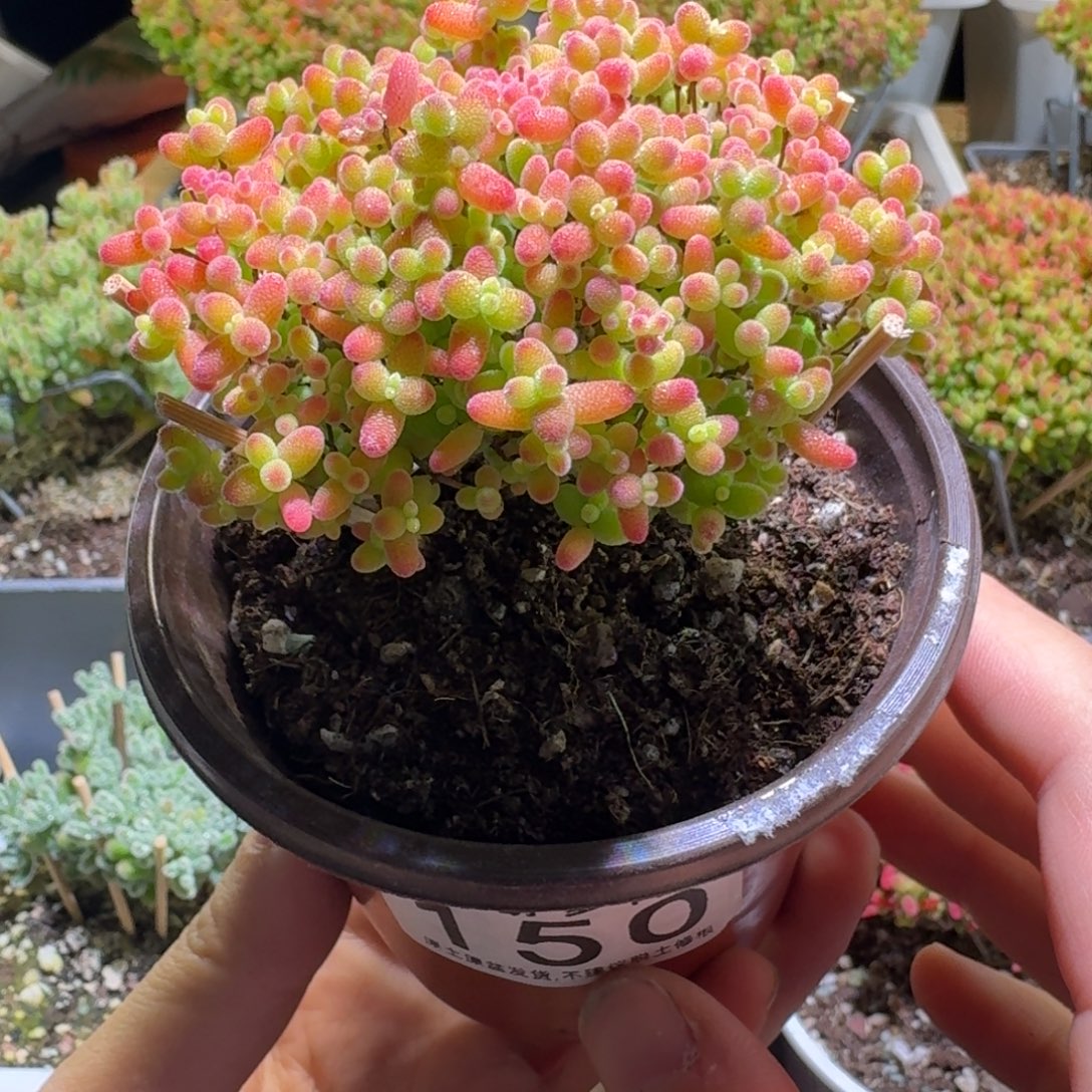 蜜橘糖球枝干番杏150