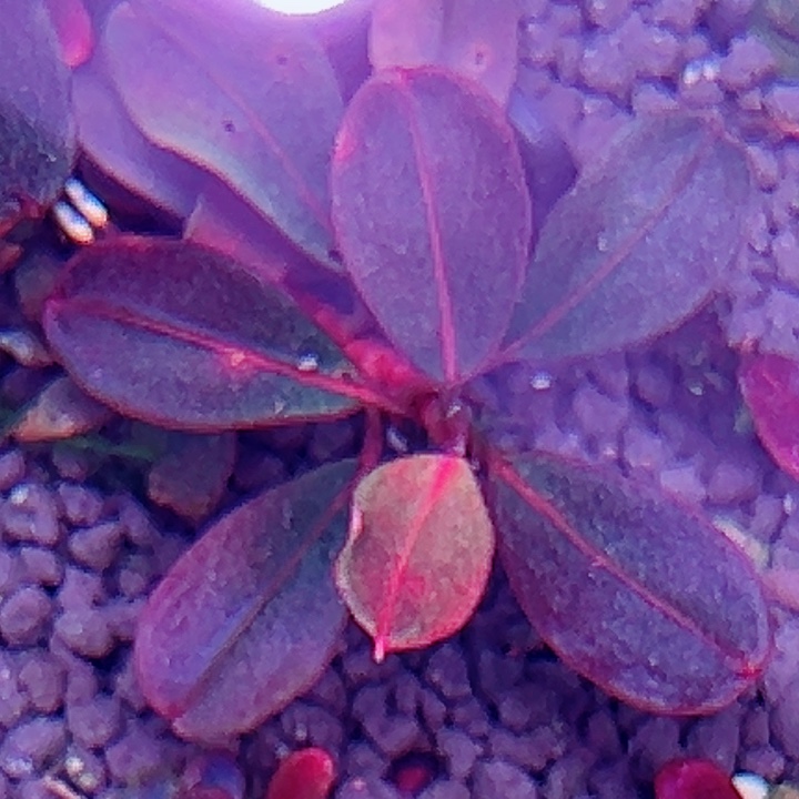 福利73号福利价植物一头