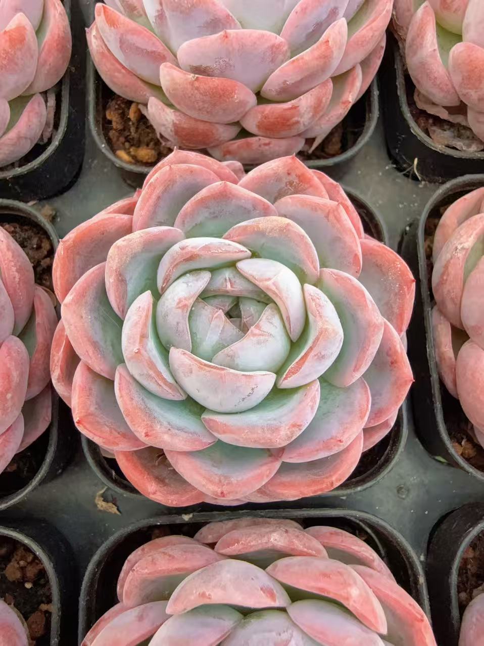 70#白玫瑰珍妮（4-6cm）带盆土