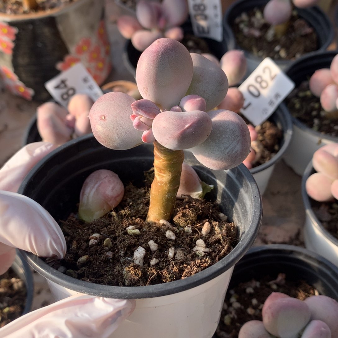 小屁桃奶酪多肉小屁桃瑕疵特价