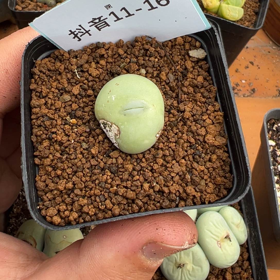 ****ㅤ11-16肉锥多肉植物