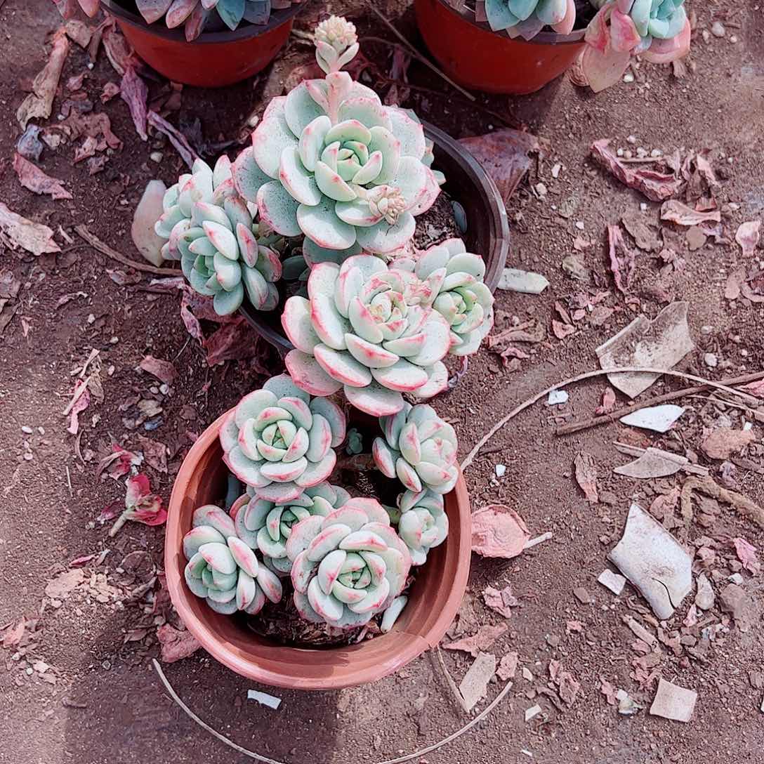 香草多头造型精品特价二盆