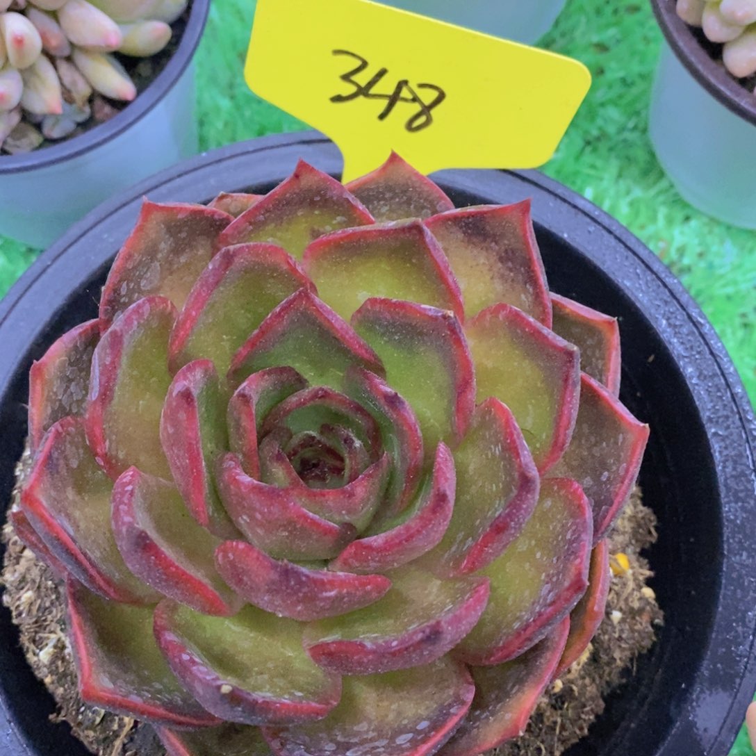 多肉植物，清货，3单包邮