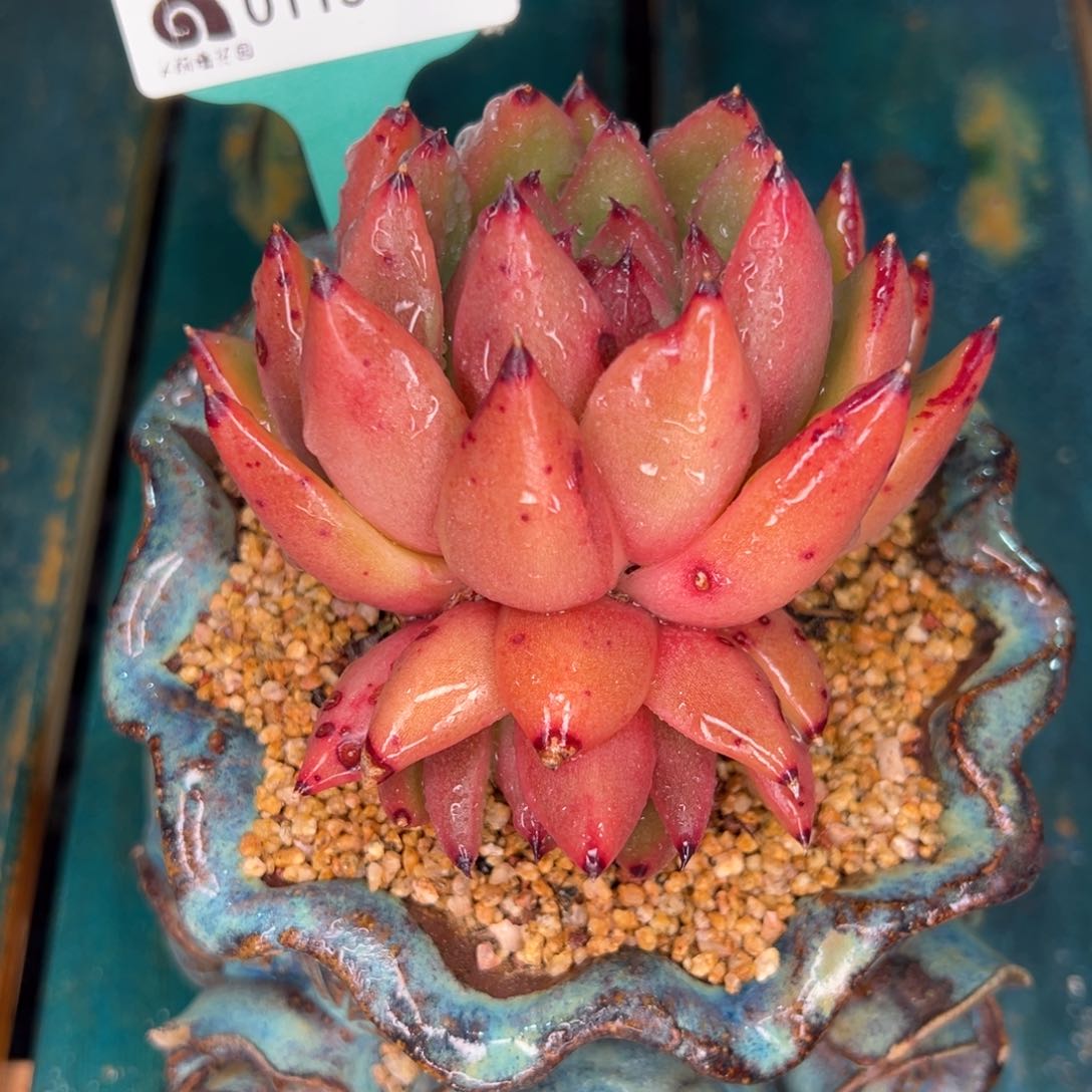 从前慢多肉精选编号0115.233