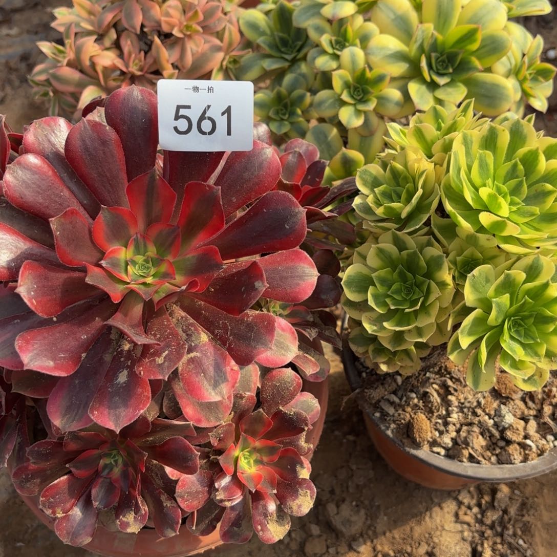 揽***࿐561一物一拍冷棚法师4颗