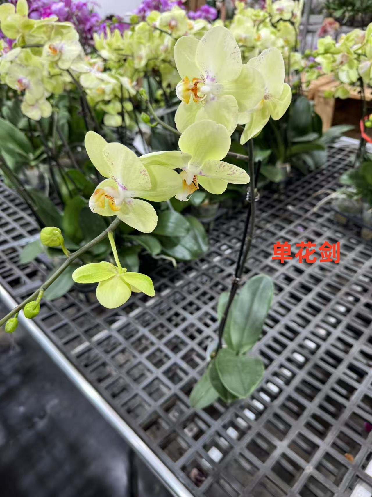 蝴蝶兰【奇异果】昆明源头基地直发