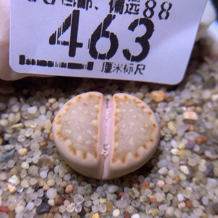 S精品生石花.463
