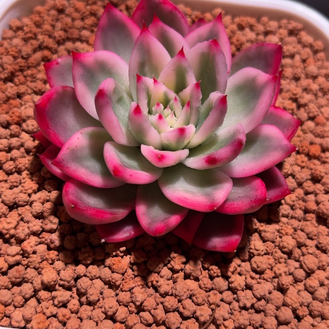 卡利斯托锦多肉植物