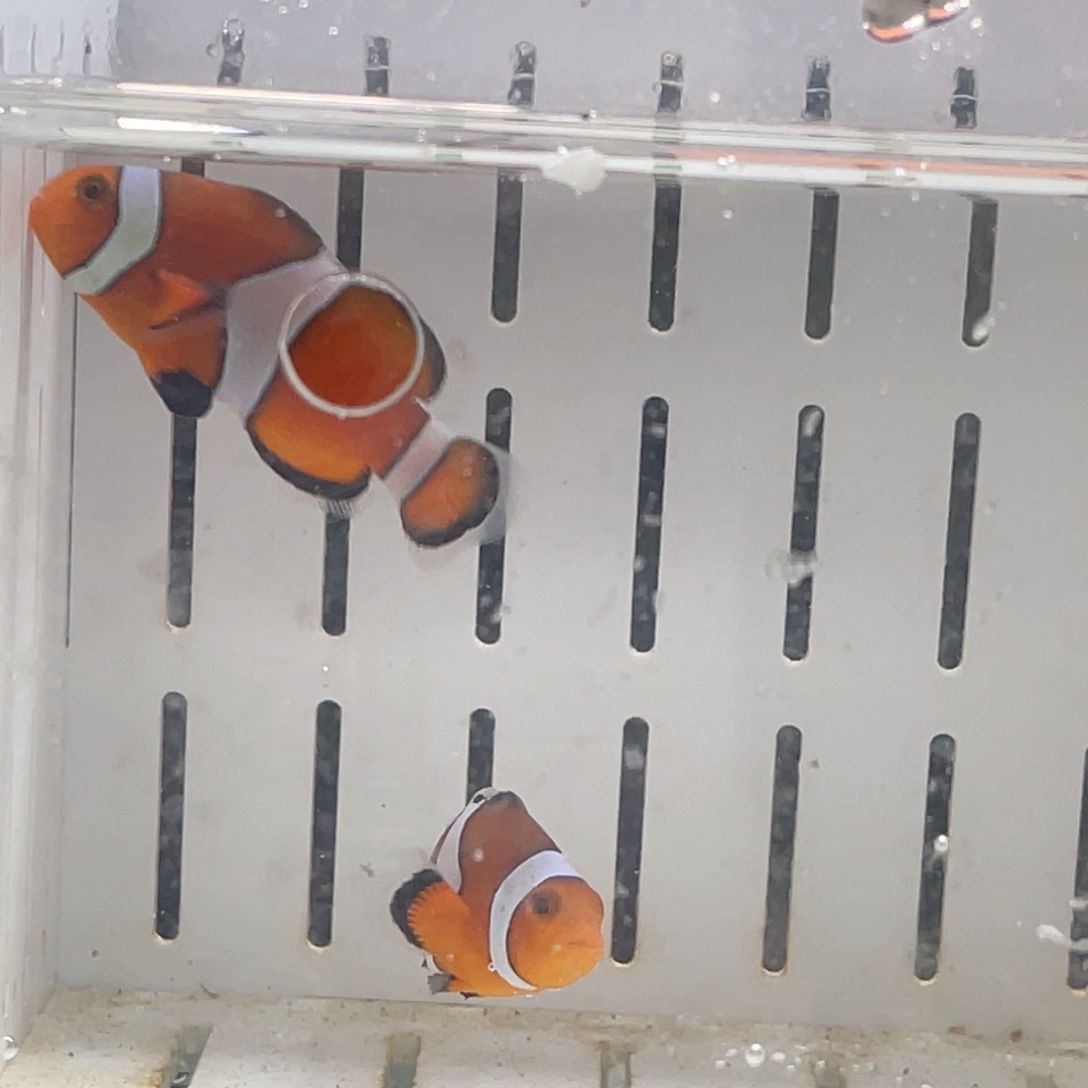 这***懒海水鱼斐济公子一对顺丰包邮