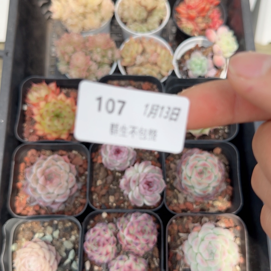 框拍框拍0113-107