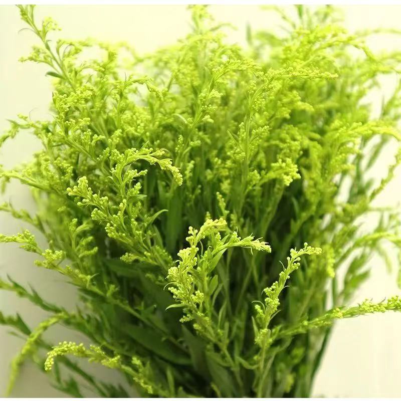 黄莺草鲜花配草插花装饰水养花江苏基地直发伞尾叶草玫瑰菊花配花