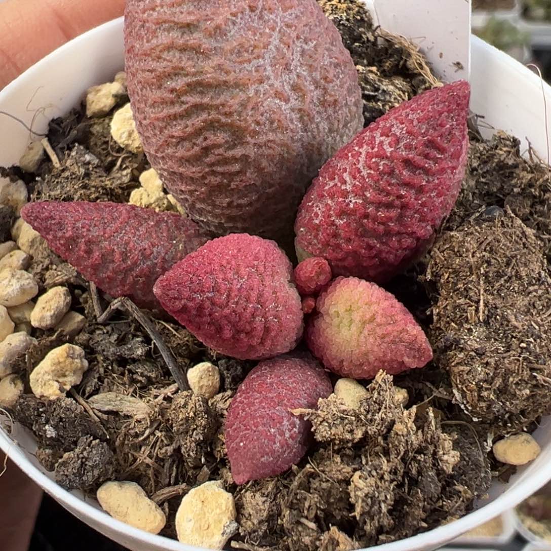 134赛服部多肉植物