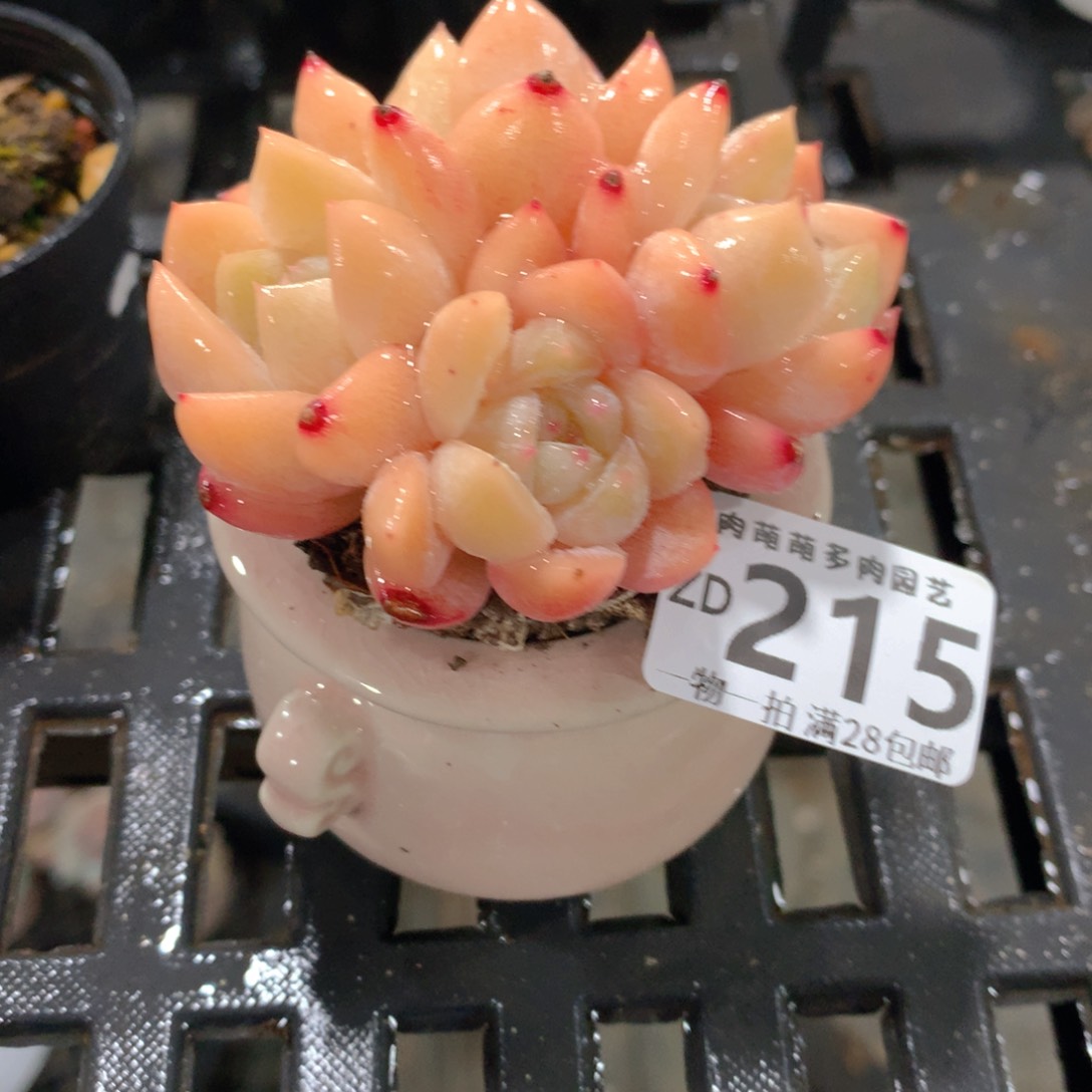 肉萌萌拇指盆精控多肉ZD215