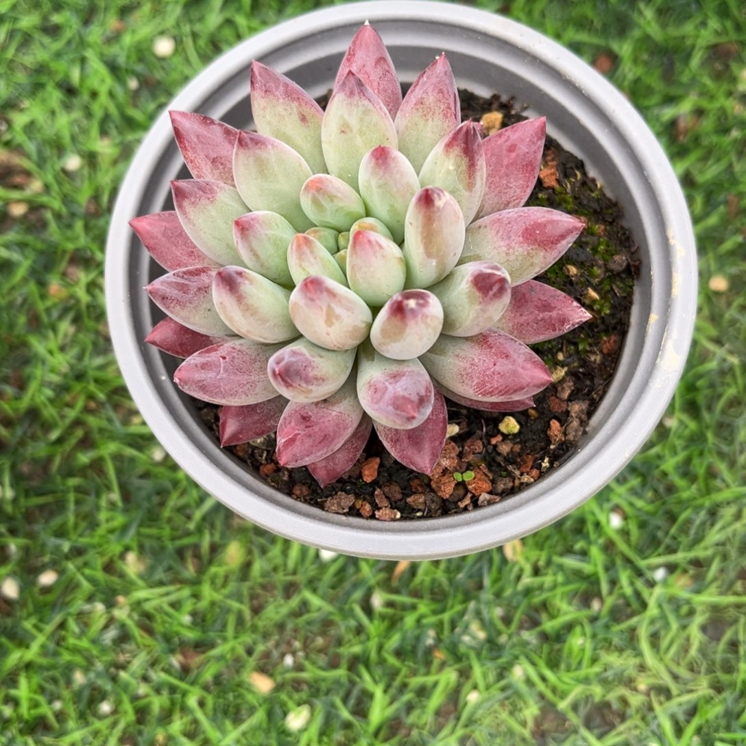篱***下多肉植物如烟美人