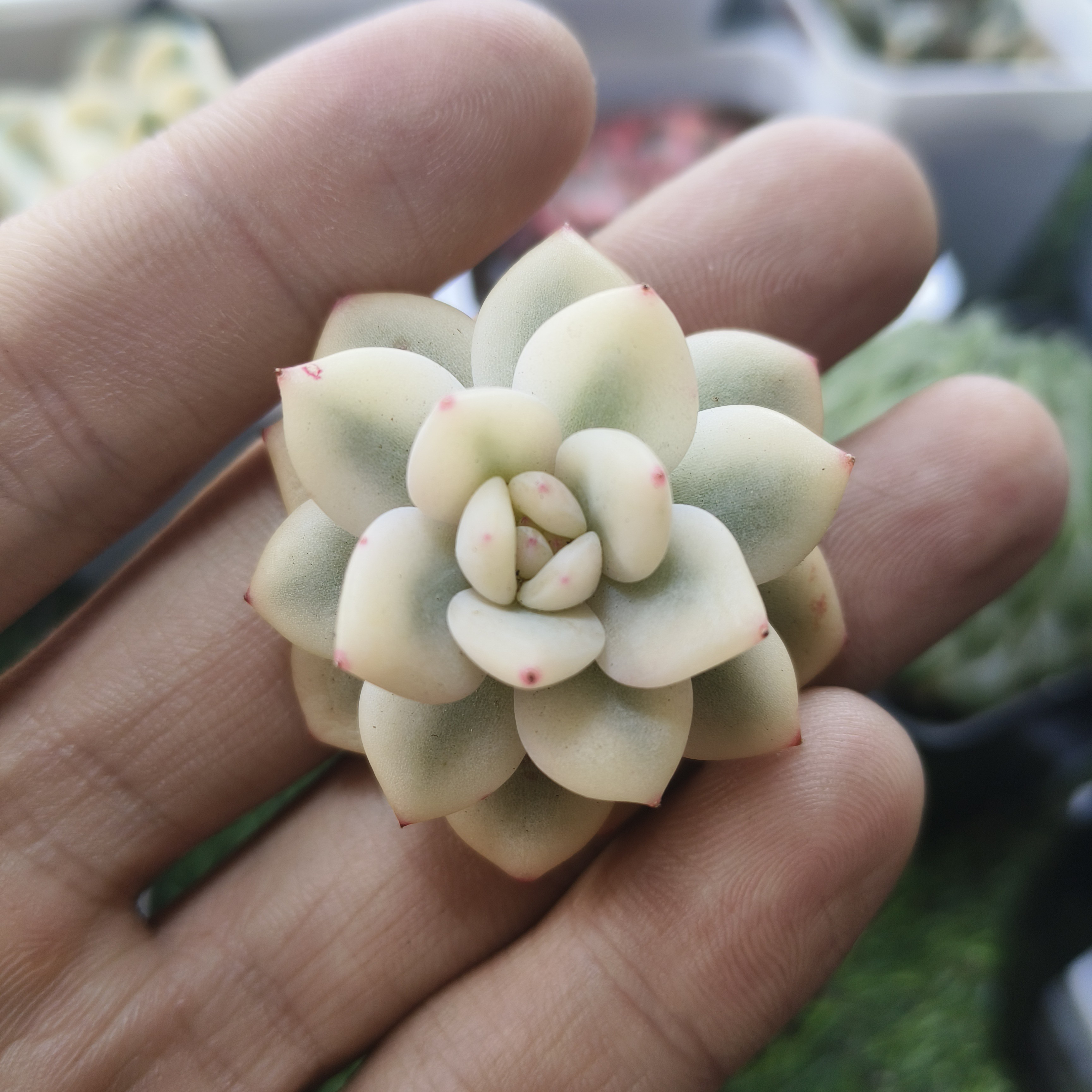 橙梦露锦多肉植物
