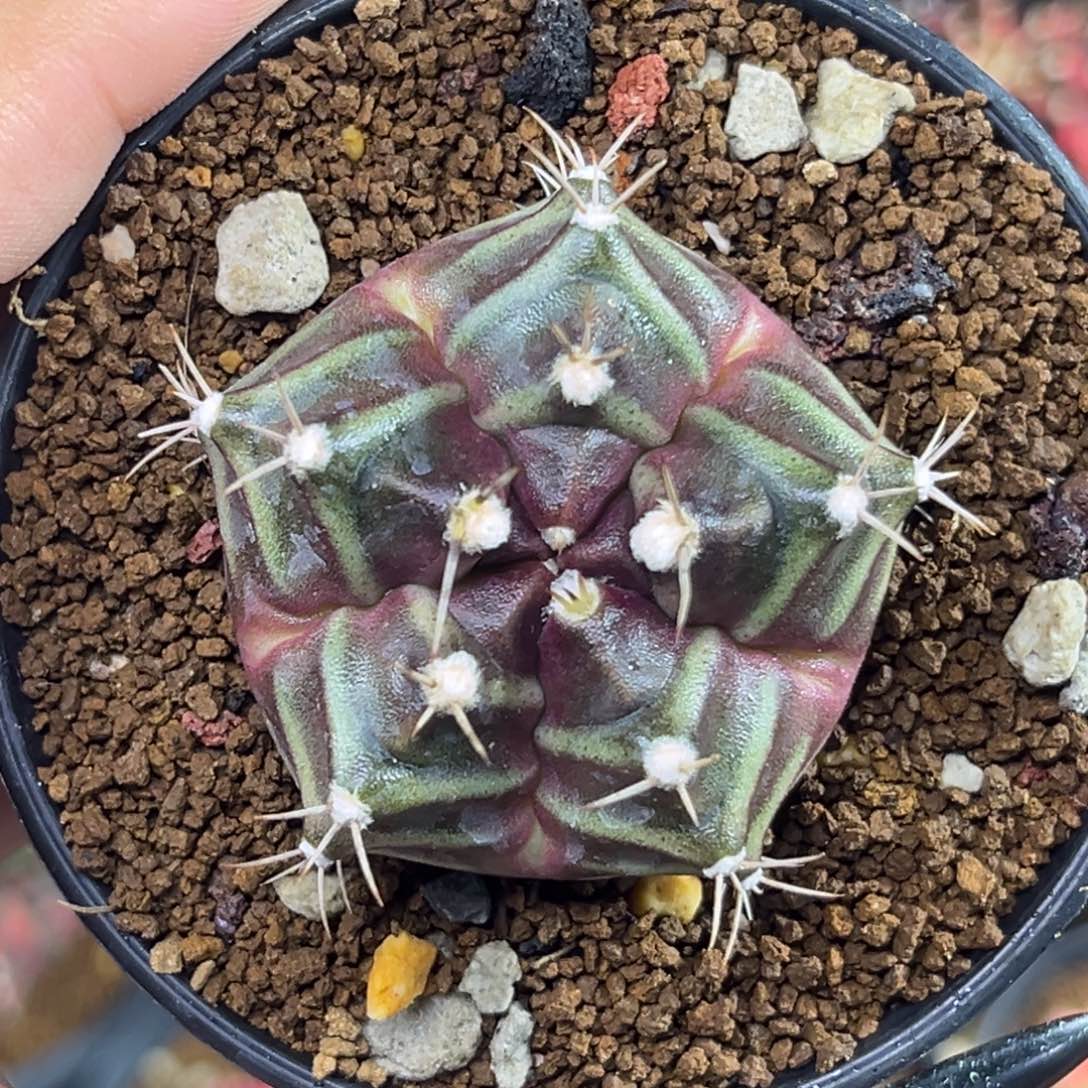 五棱米哈 带盆土发货